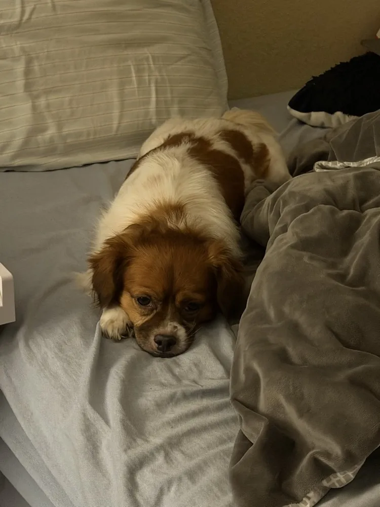 A small dog resting on a bed