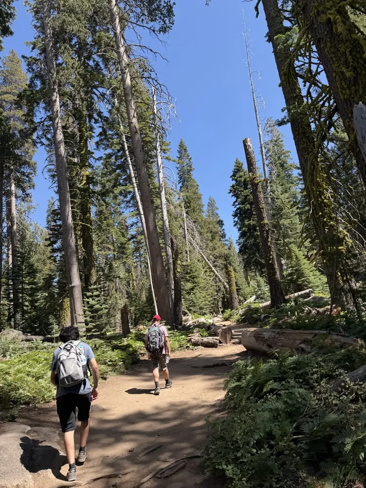 Hikers on a trail through tall trees