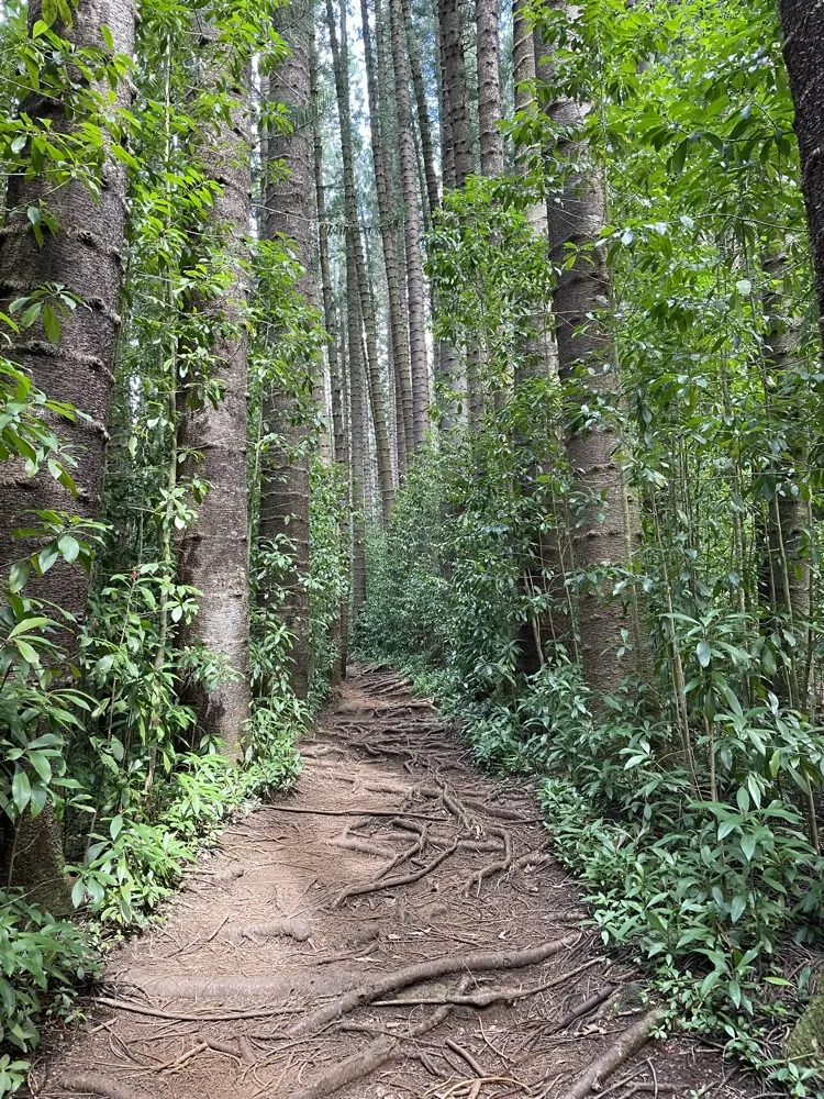 A forest trail covered in roots