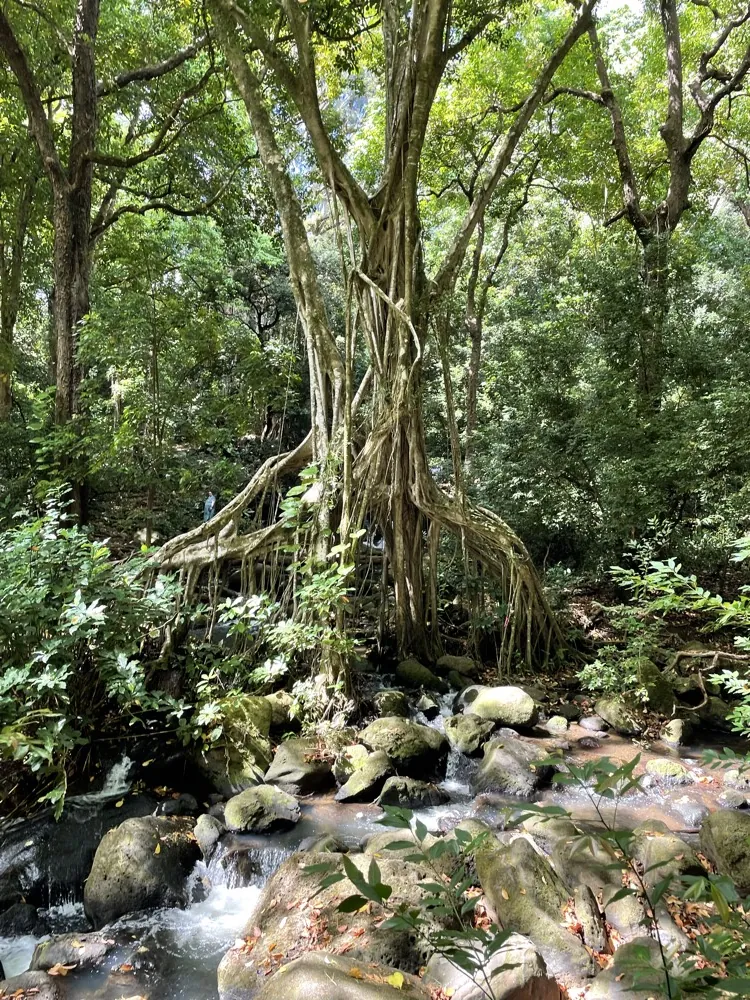 A creek running under big tangled trees