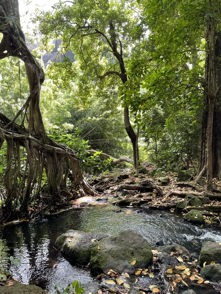 A calm stream in a green forest